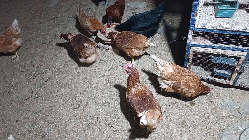 I'm selling my lohman brown eggs laying hens 4