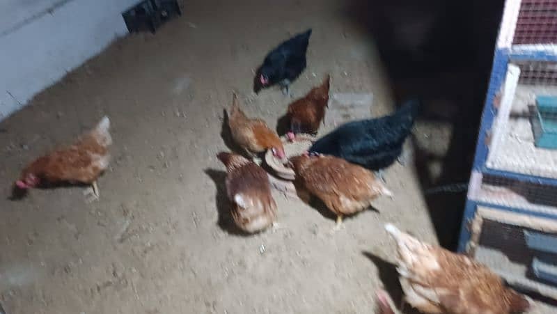 I'm selling my lohman brown eggs laying hens 5