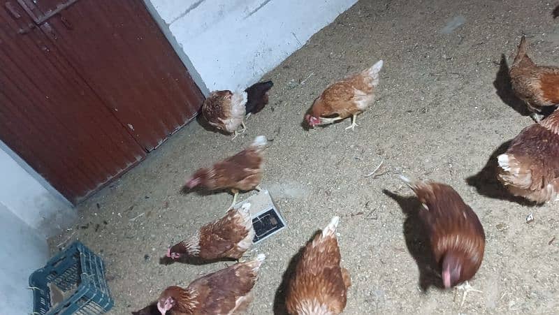 I'm selling my lohman brown eggs laying hens 6