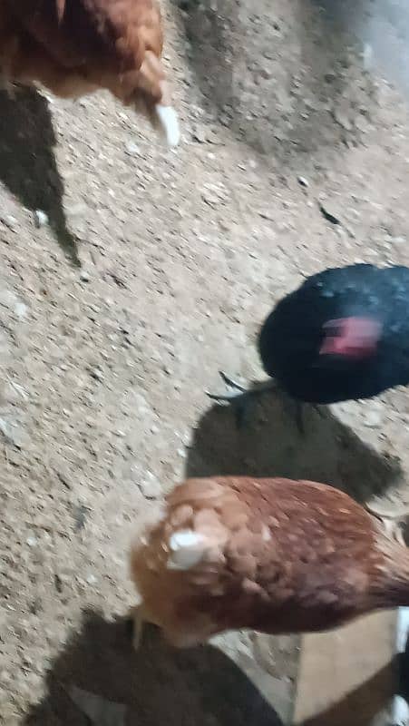 I'm selling my lohman brown eggs laying hens 7