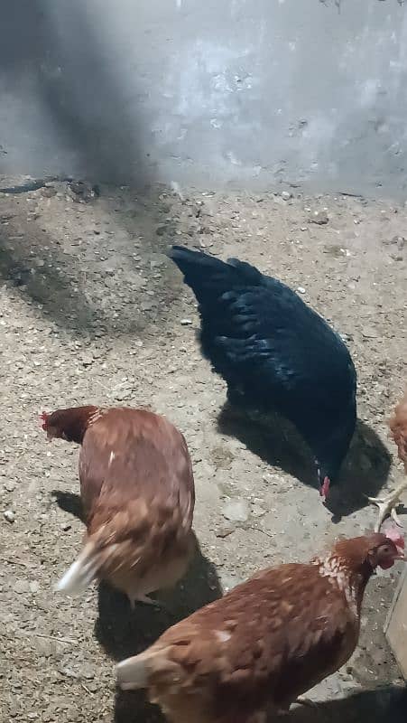 I'm selling my lohman brown eggs laying hens 8