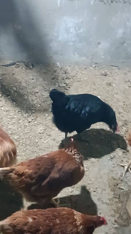 I'm selling my lohman brown eggs laying hens 9