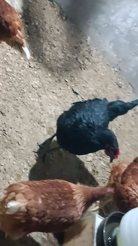 I'm selling my lohman brown eggs laying hens 11