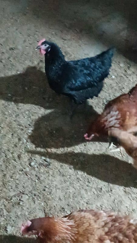 I'm selling my lohman brown eggs laying hens 13