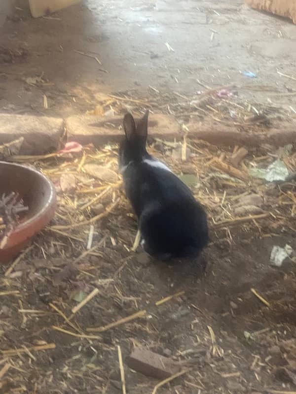 Baby Rabbits For Sale 0