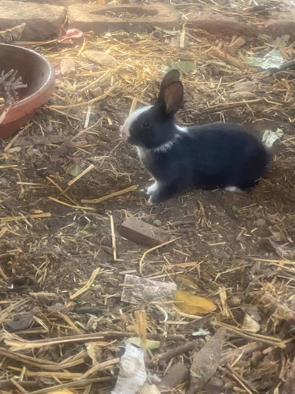 Baby Rabbits For Sale 1