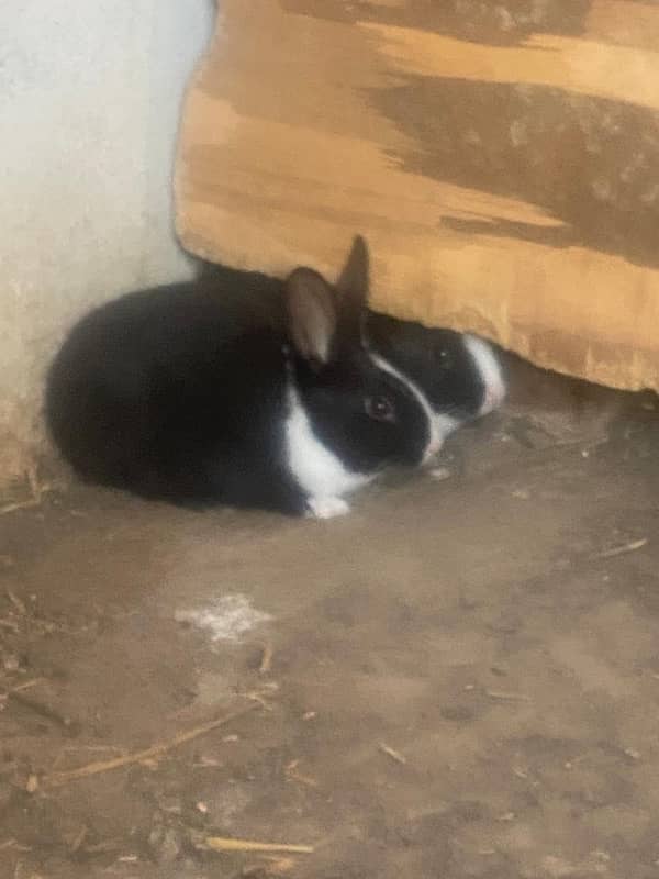 Baby Rabbits For Sale 2