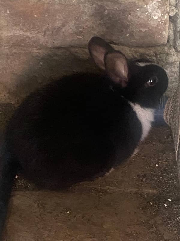 Baby Rabbits For Sale 3