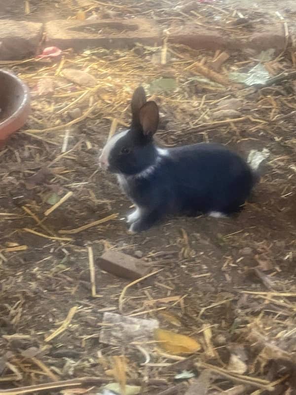 Baby Rabbits For Sale 6