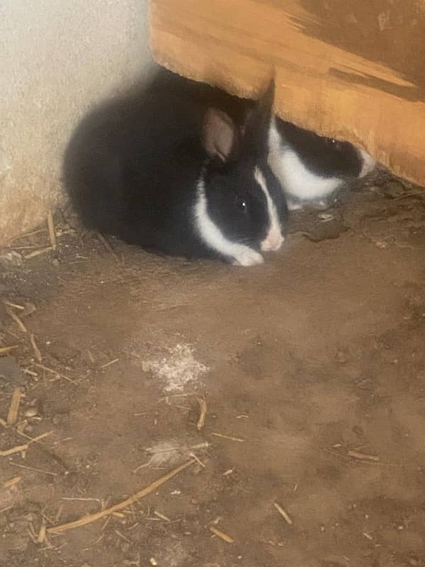 Baby Rabbits For Sale 7