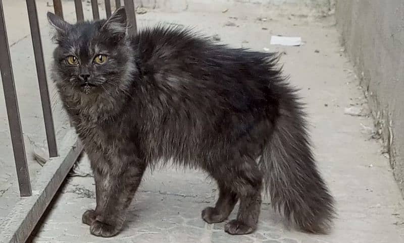 Persian cat 0