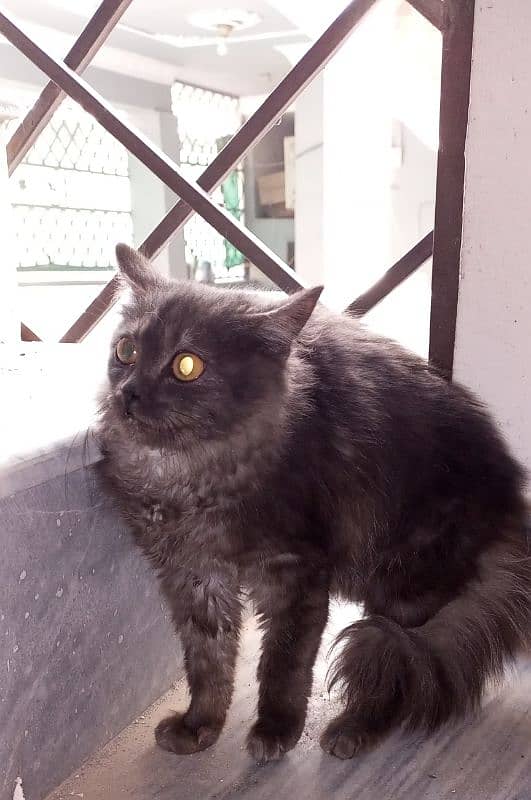 Persian cat 3