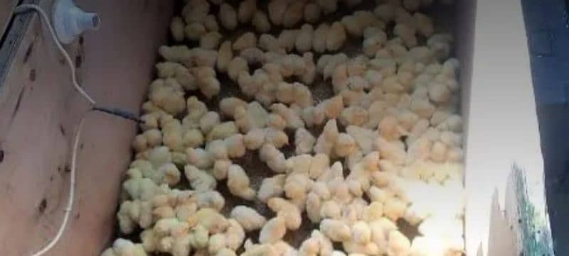 broiler chicks one day old A great 1