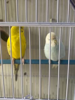 Budgies