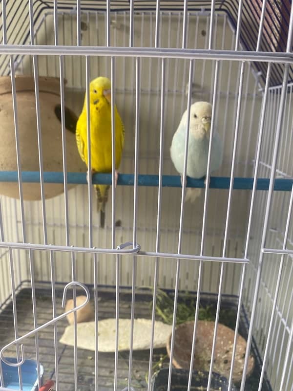 Budgies 1