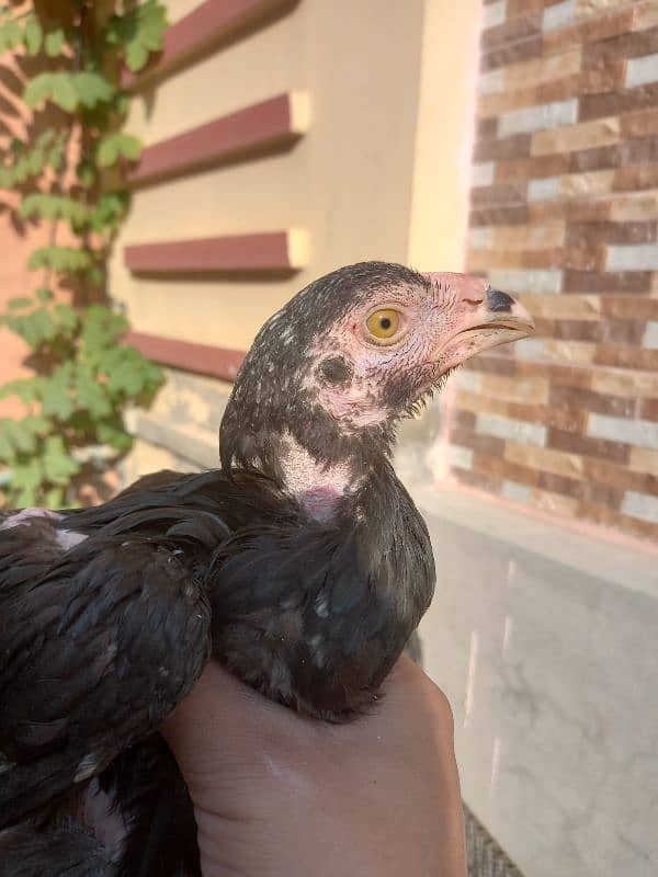 aseel chick's for sale 3