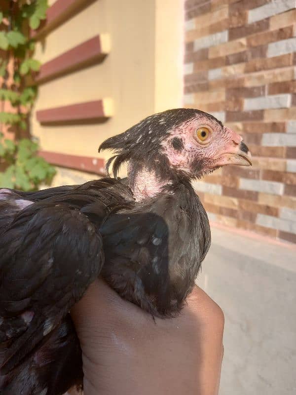 aseel chick's for sale 5