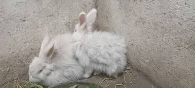 english white angora red eyes females