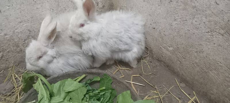 english white angora red eyes females 1