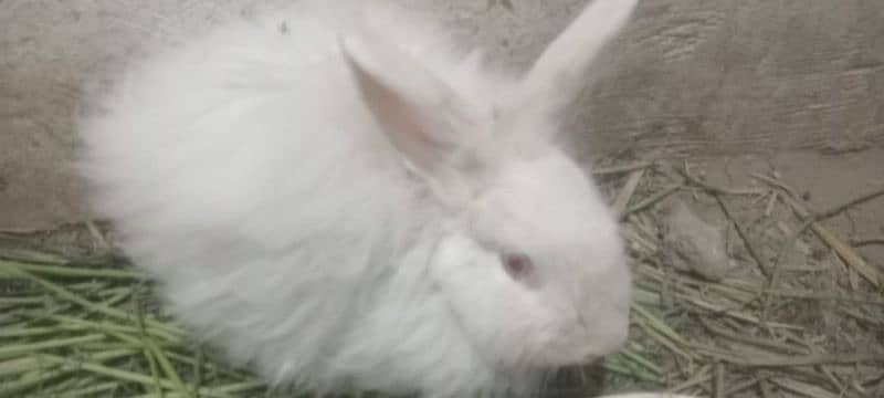 english white angora red eyes females 2