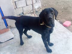 Labrador