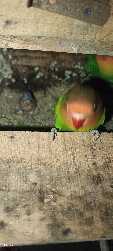 Love bird for sale with chick & without chick 2