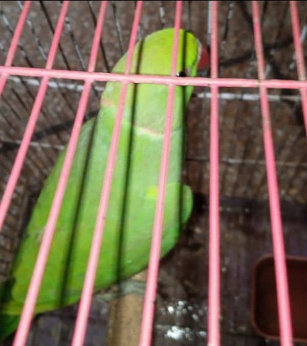 Parrot 0