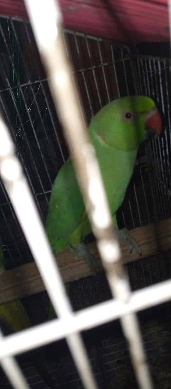 Parrot 1