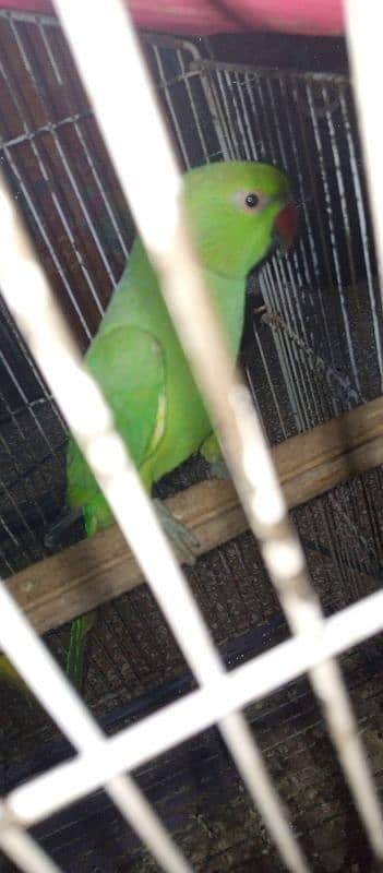 Parrot 2