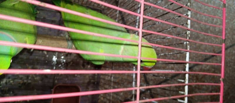 Parrot 3