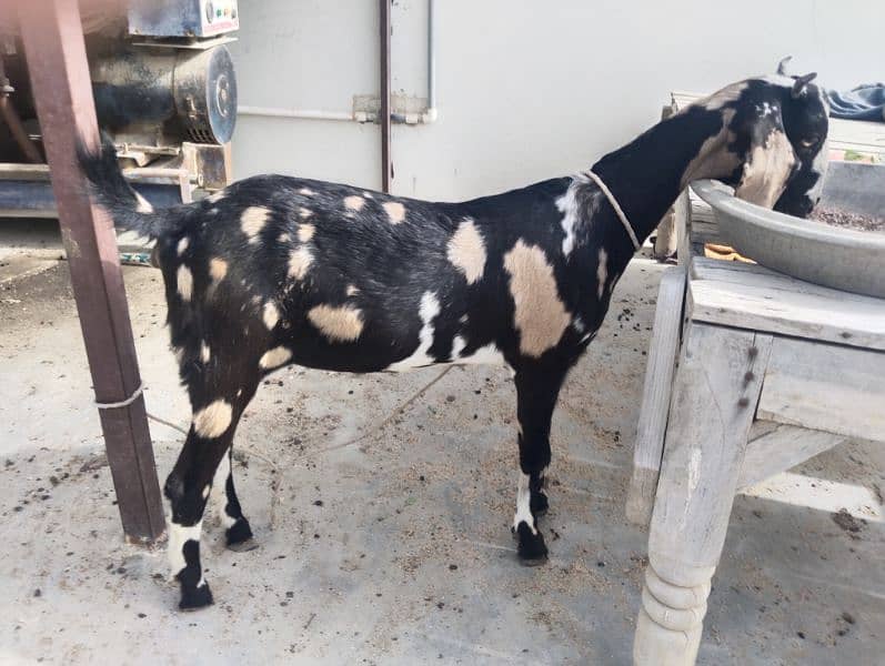 female goat age ten months,Mobil no#0334 2099696 0