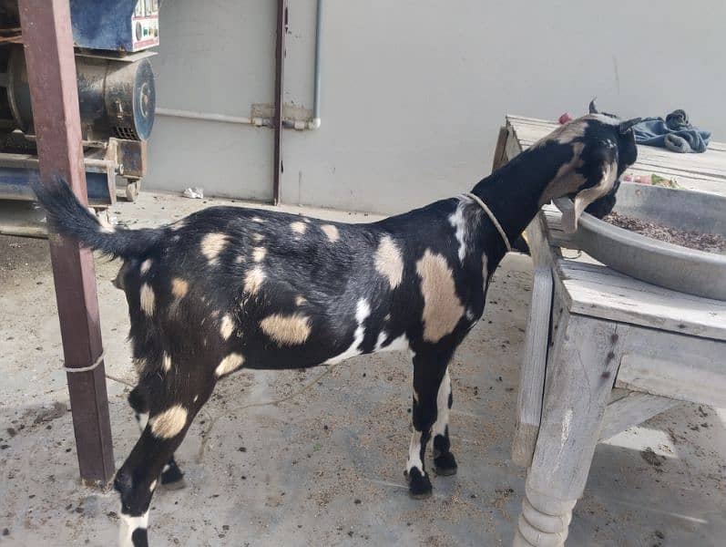 female goat age ten months,Mobil no#0334 2099696 2