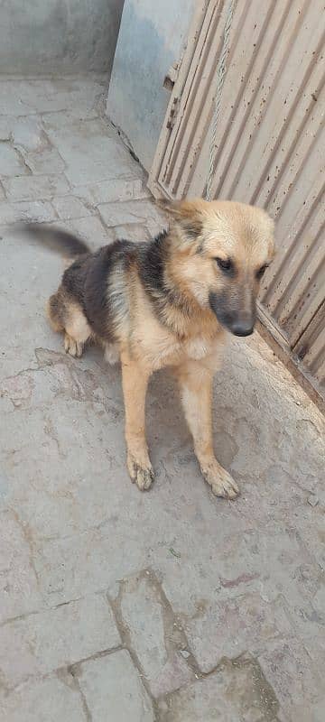 germine shepherd  urgent sale 0