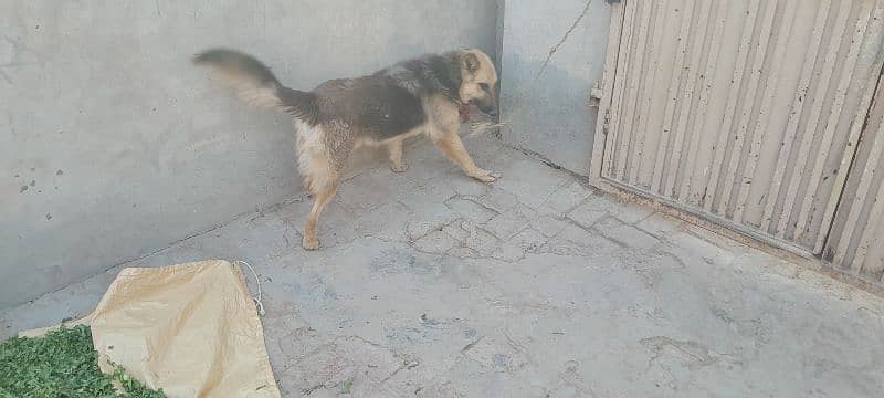 germine shepherd  urgent sale 3