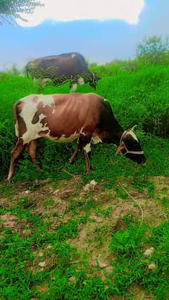 Two Cows دو عدد گاۓ