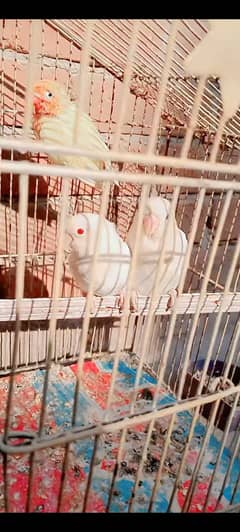 Albaino Red I & Albaino Red I Split Breeder Pairs For sale