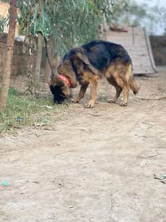 german shepherd male