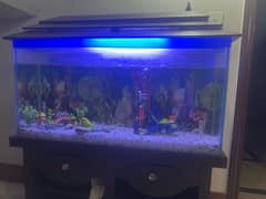 fish Aquarium