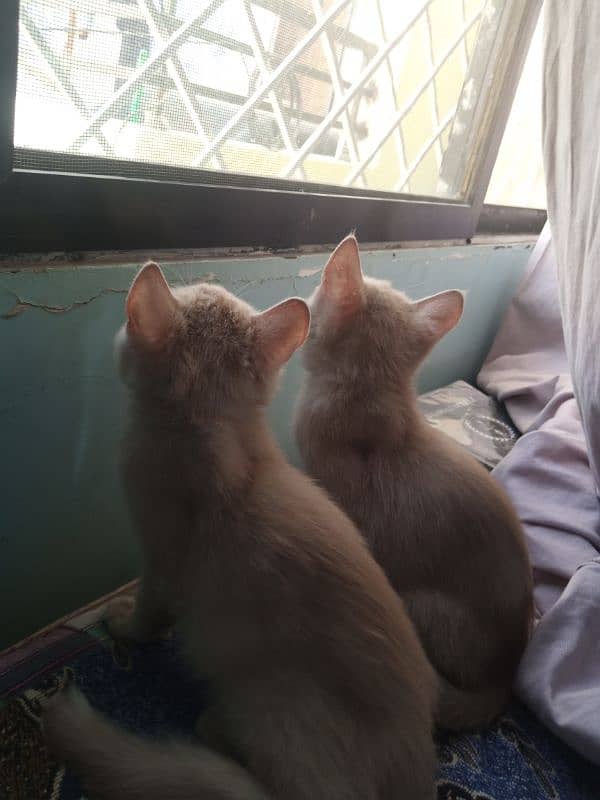 urgent 2 Kittens Cats potty train vaccinated Persian 3 months 1