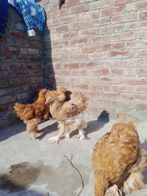 I will sell hens golden heavy buff. 0