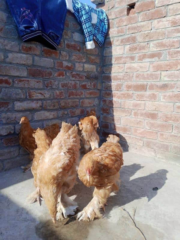 I will sell hens golden heavy buff. 2