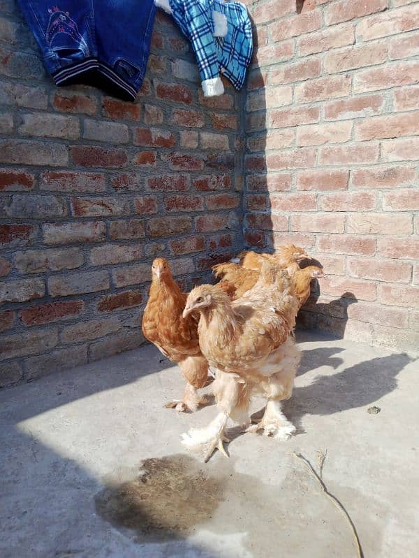 I will sell hens golden heavy buff. 3