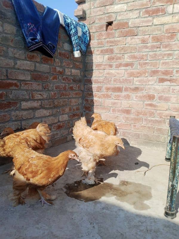 I will sell hens golden heavy buff. 5