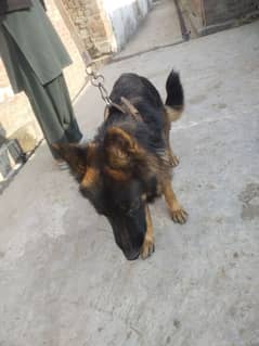 Female German Shephared For Sale. .