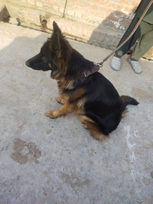 Female German Shephared For Sale. . 1