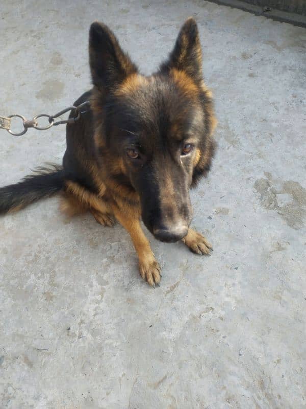 Female German Shephared For Sale. . 2