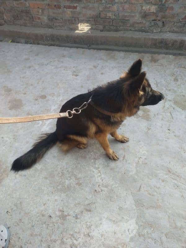 Female German Shephared For Sale. . 3