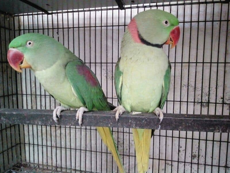 Raw parrot contact call or WhatsApp 0