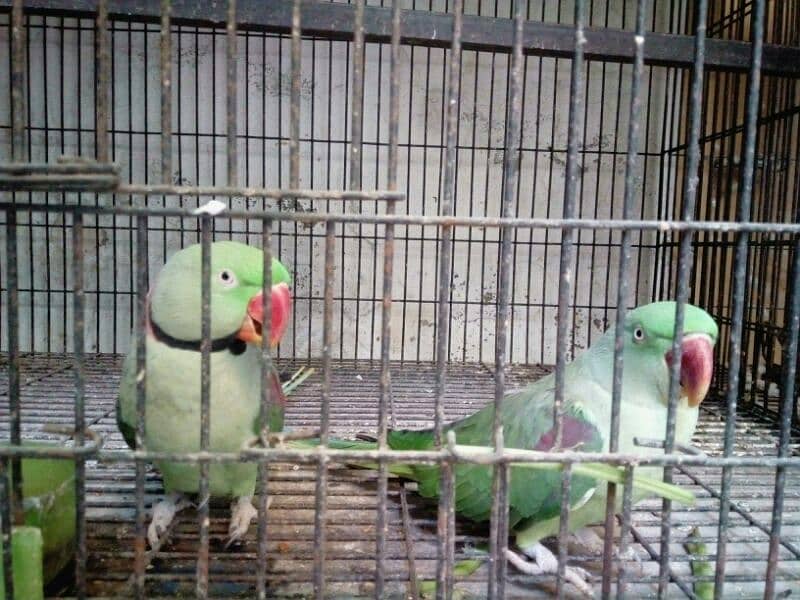 Raw parrot contact call or WhatsApp 2