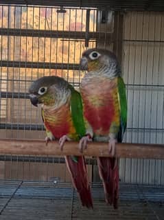 Red factor conure parrots/birds